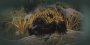 Echidna having a look around