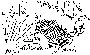 Sketch of an echidna