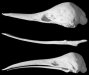 Echidna skulls