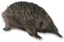 Rotating echidna