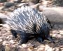 Echidna in a hurry