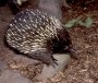 Echidna foraging